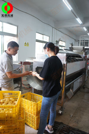 連續(xù)式土豆去皮機(jī)針對(duì)客戶帶來的大批土豆現(xiàn)場(chǎng)進(jìn)行加工處理測(cè)試！